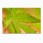 Leaf Postcard 4 x 6  (10 Pack) Front