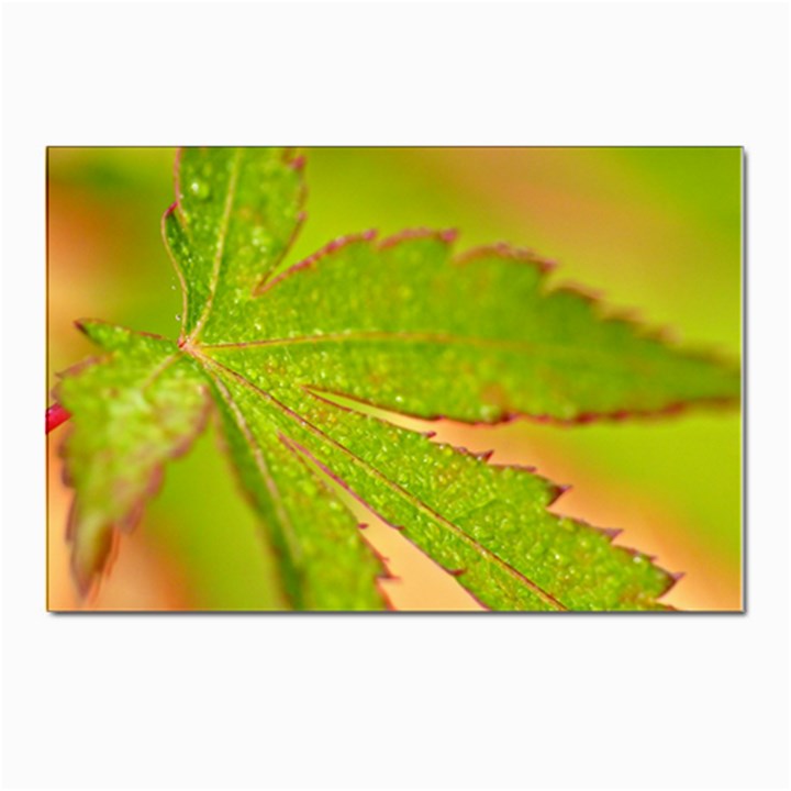 Leaf Postcard 4 x 6  (10 Pack)