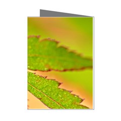 Leaf Mini Greeting Card (8 Pack) by Siebenhuehner