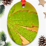 Leaf Oval Ornament (Two Sides) Front