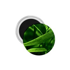 Bamboo 1 75  Button Magnet by Siebenhuehner