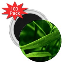 Bamboo 2 25  Button Magnet (100 Pack)