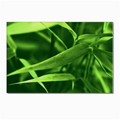 Bamboo Postcard 4 x 6  (10 Pack) by Siebenhuehner