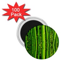 Bamboo 1 75  Button Magnet (100 Pack)