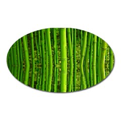 Bamboo Magnet (oval) by Siebenhuehner