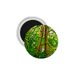 Bamboo 1 75  Button Magnet by Siebenhuehner