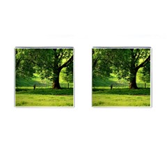 Trees Cufflinks (square)