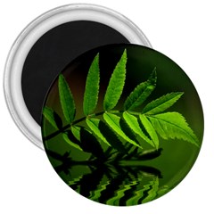 Leaf 3  Button Magnet by Siebenhuehner