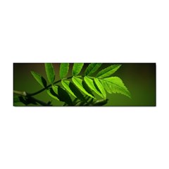 Leaf Bumper Sticker 10 Pack by Siebenhuehner