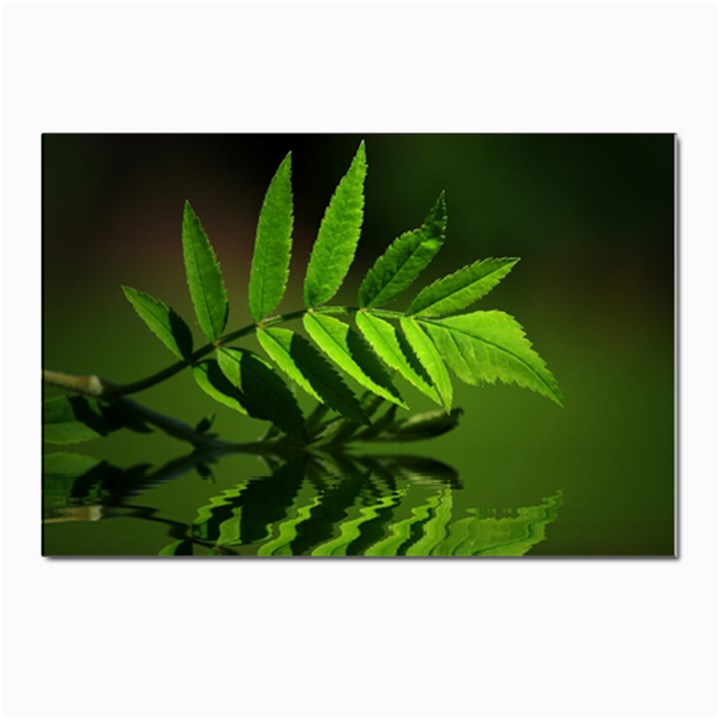 Leaf Postcard 4 x 6  (10 Pack)