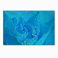 Blue Rose Postcards 5  x 7  (10 Pack)