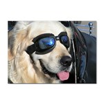 Cool Dog  A4 Sticker 100 Pack Front