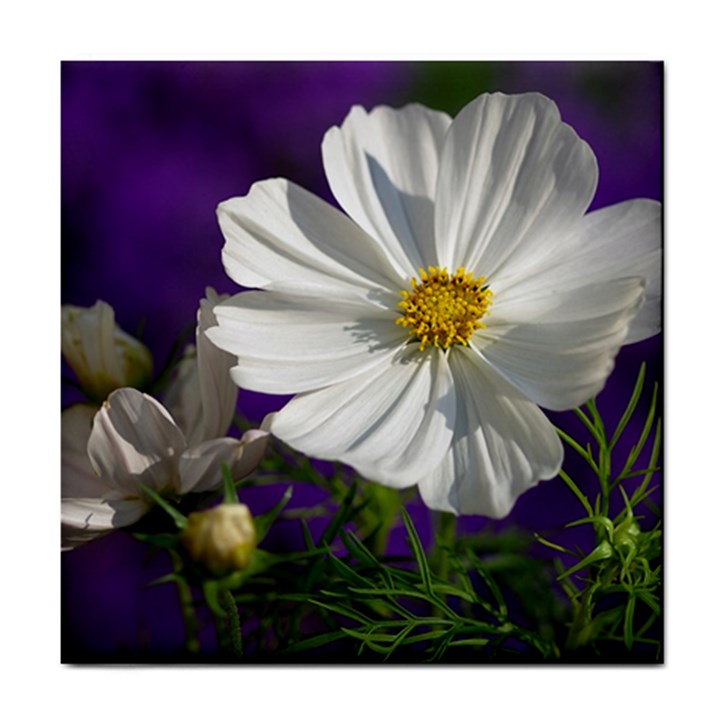 Cosmea   Ceramic Tile