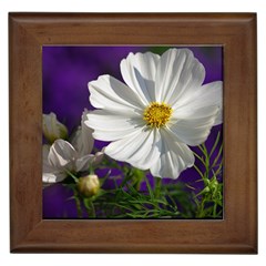 Cosmea   Framed Ceramic Tile by Siebenhuehner