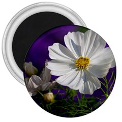 Cosmea   3  Button Magnet by Siebenhuehner