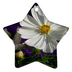 Cosmea   Star Ornament by Siebenhuehner