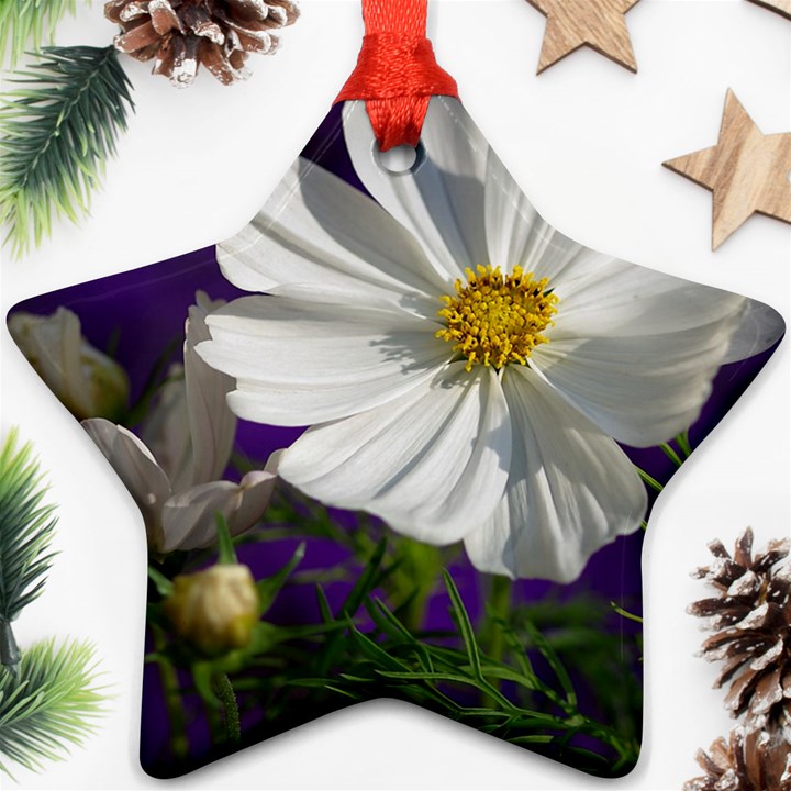 Cosmea   Star Ornament