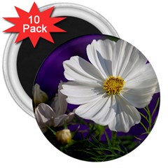 Cosmea   3  Button Magnet (10 Pack) by Siebenhuehner