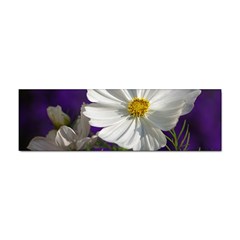 Cosmea   Bumper Sticker by Siebenhuehner