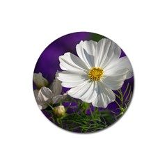 Cosmea   Magnet 3  (round)