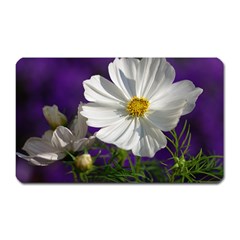 Cosmea   Magnet (rectangular)