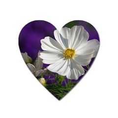 Cosmea   Magnet (heart) by Siebenhuehner