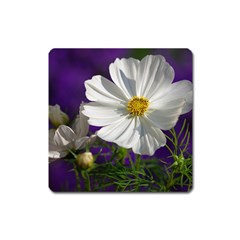 Cosmea   Magnet (square) by Siebenhuehner