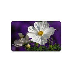 Cosmea   Magnet (name Card) by Siebenhuehner