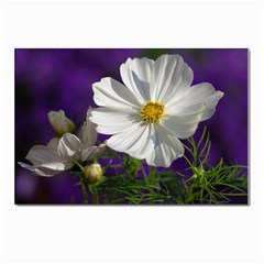 Cosmea   Postcard 4 x 6  (10 Pack) by Siebenhuehner