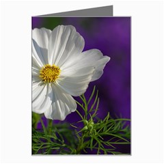 Cosmea   Greeting Card by Siebenhuehner