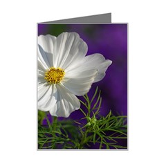 Cosmea   Mini Greeting Card