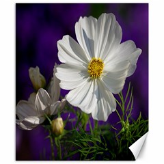 Cosmea   Canvas 8  X 10  (unframed)