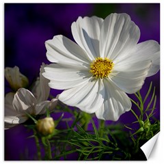 Cosmea   Canvas 12  X 12  (unframed)