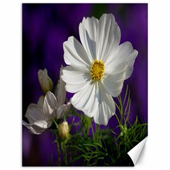 Cosmea   Canvas 12  X 16  (unframed) by Siebenhuehner