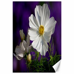 Cosmea   Canvas 12  X 18  (unframed) by Siebenhuehner