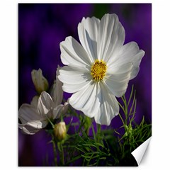 Cosmea   Canvas 16  X 20  (unframed)