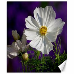 Cosmea   Canvas 20  X 24  (unframed) by Siebenhuehner