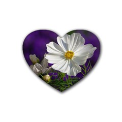 Cosmea   Drink Coasters (heart) by Siebenhuehner