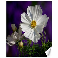 Cosmea   Canvas 11  X 14  (unframed) by Siebenhuehner