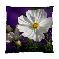 Cosmea   Cushion Case (two Sided)  by Siebenhuehner