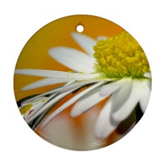 Daisy With Drops Round Ornament