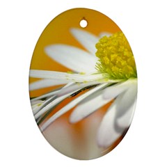 Daisy With Drops Oval Ornament by Siebenhuehner