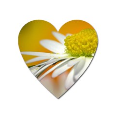 Daisy With Drops Magnet (heart)