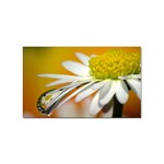 Daisy With Drops Sticker 10 Pack (Rectangle) Front