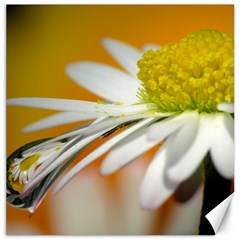 Daisy With Drops Canvas 20  X 20  (unframed) by Siebenhuehner