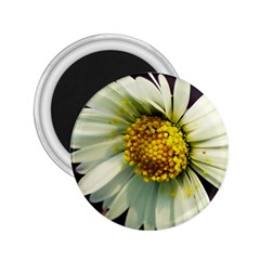 Daisy 2 25  Button Magnet by Siebenhuehner