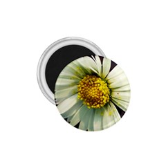 Daisy 1 75  Button Magnet