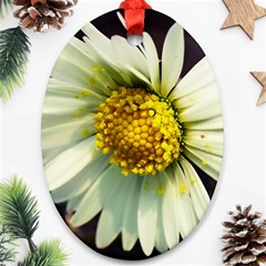 Daisy Oval Ornament