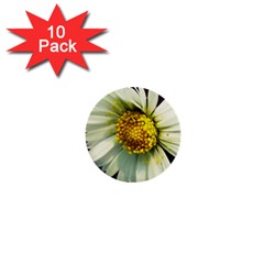 Daisy 1  Mini Button (10 Pack)