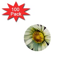 Daisy 1  Mini Button (100 Pack)